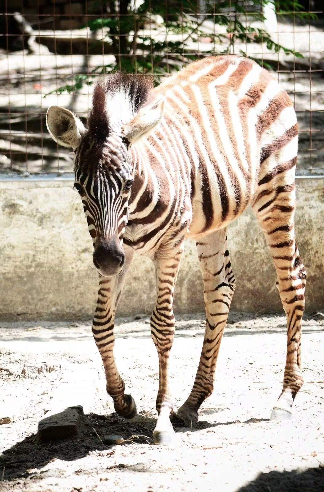 Common Zebra (or) Plain Zebra