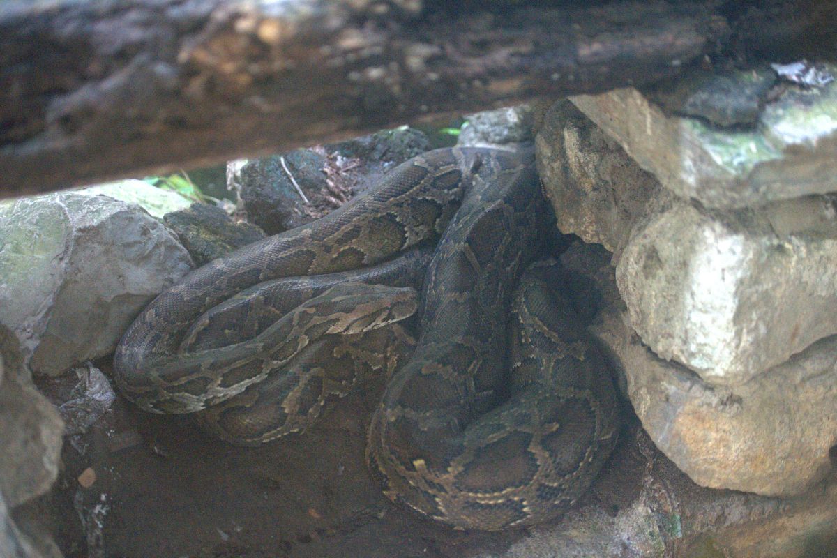 Burmese Python