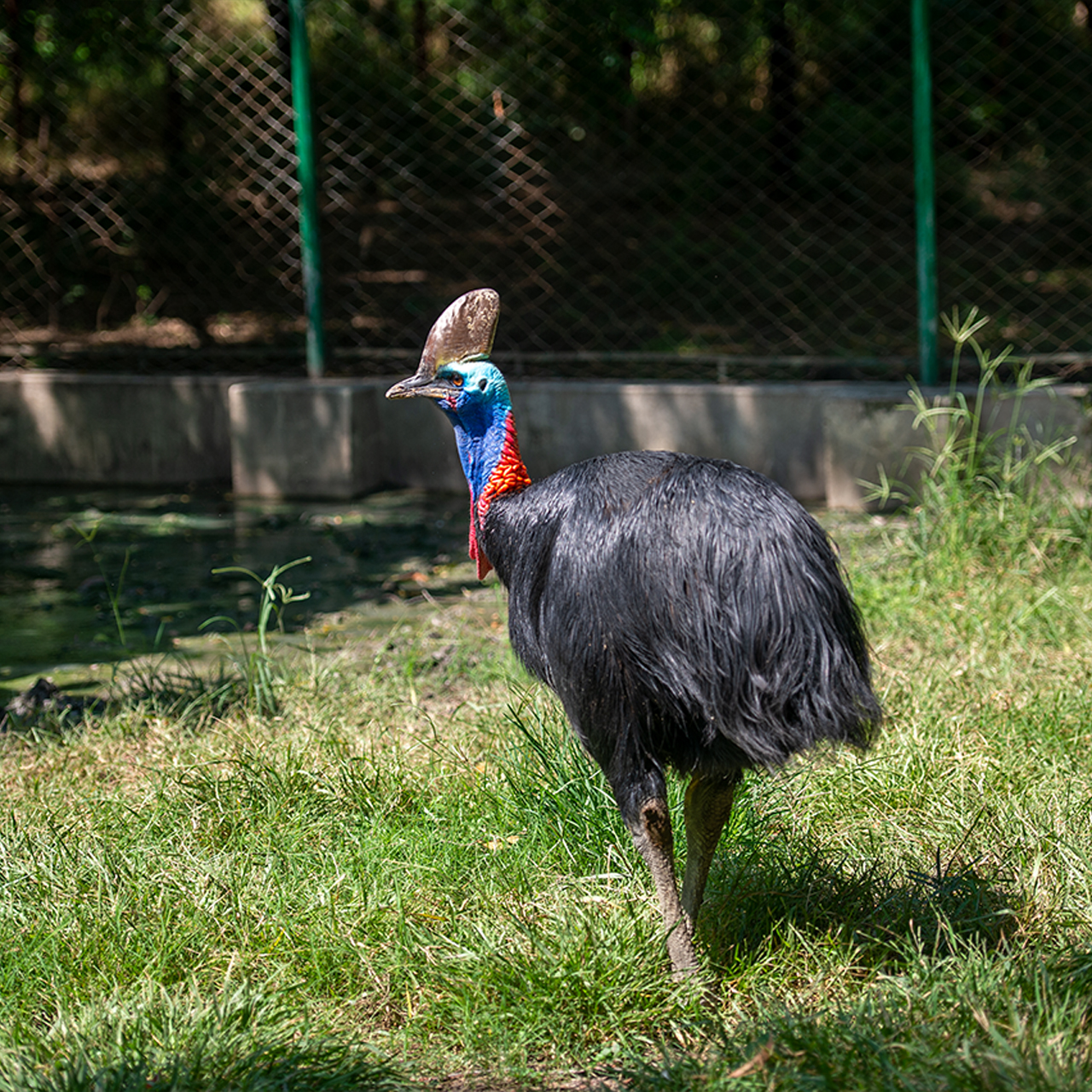 Southern cassowary
