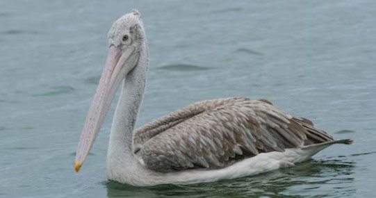 Pelicans